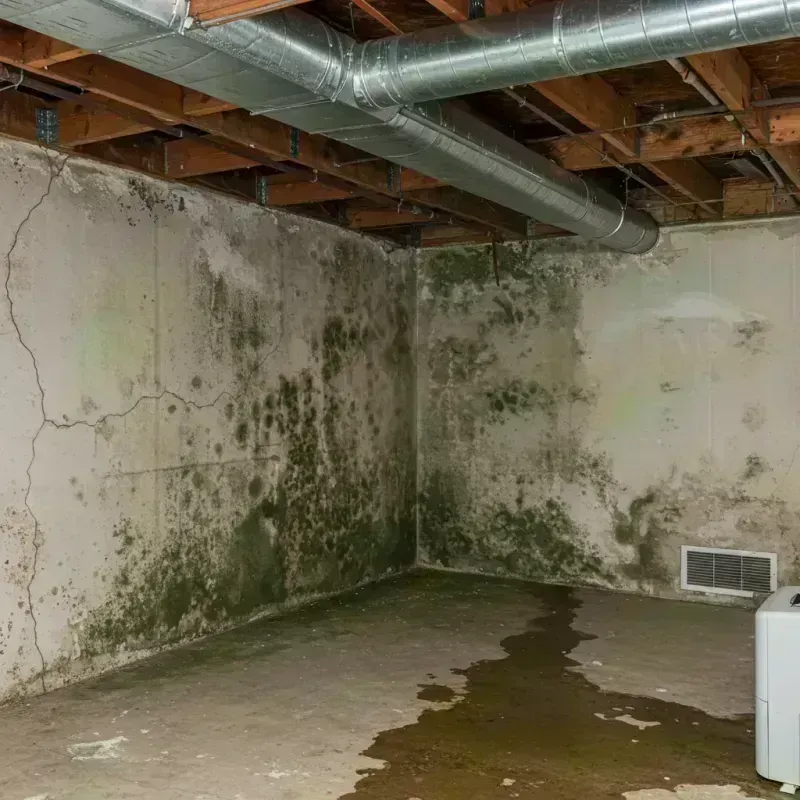 Professional Mold Removal in Ama, LA